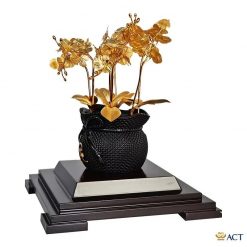 Châu lan hồ điệp 8 cành đẹp