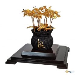 Chậu lan hồ điệp vàng